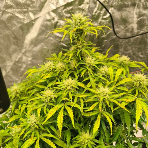 Gelato Automatic growlog timeline photo