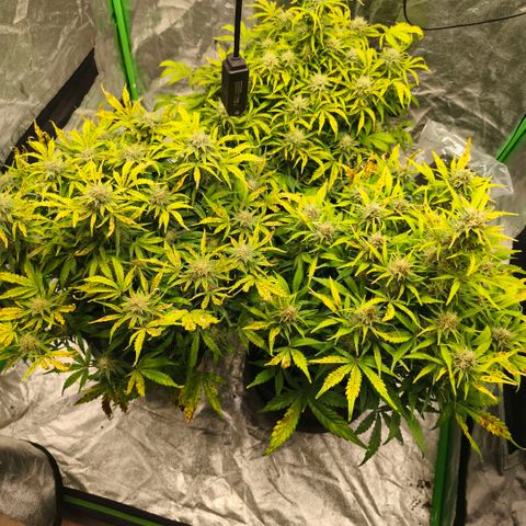 Gelato Automatic growlog timeline photo