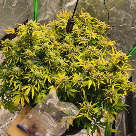 Gelato Automatic growlog timeline photo