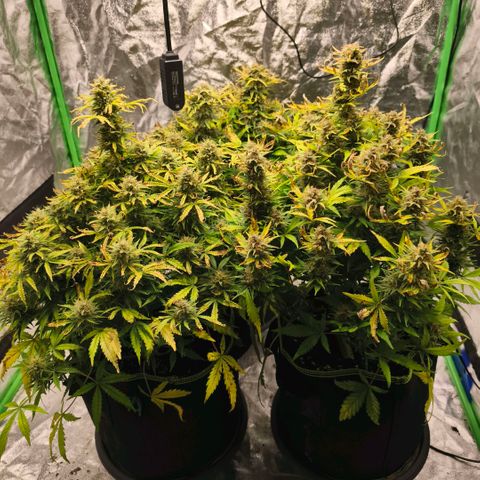 Gelato Automatic growlog timeline photo