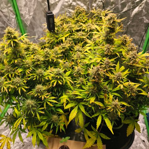 Gelato Automatic growlog timeline photo