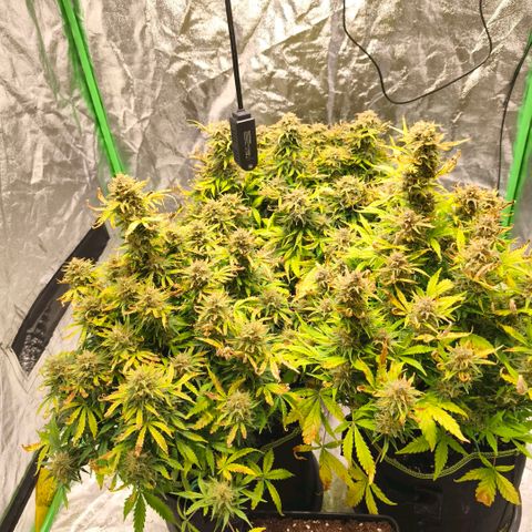 Gelato Automatic growlog timeline photo