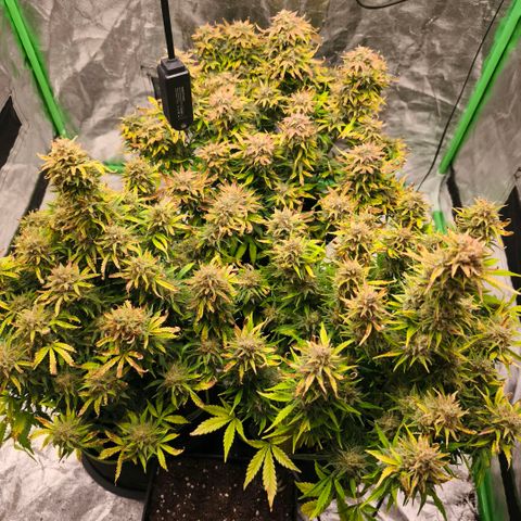 Gelato Automatic growlog timeline photo