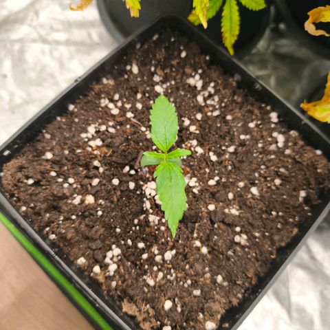 Double Kush Cake Automatic growlog timeline photo