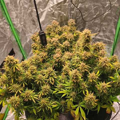 Gelato Automatic growlog timeline photo