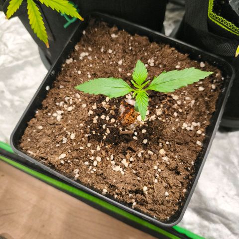 Double Kush Cake Automatic growlog timeline photo