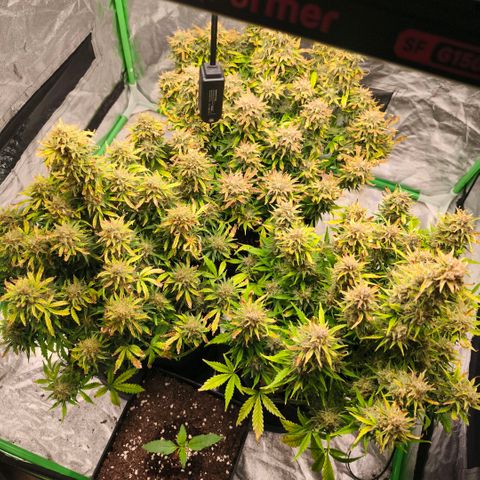 Gelato Automatic growlog timeline photo
