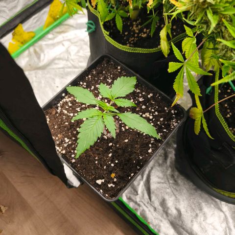 Double Kush Cake Automatic growlog timeline photo