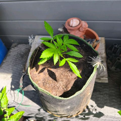 Blueberry Outdoor  growlog timeline photo