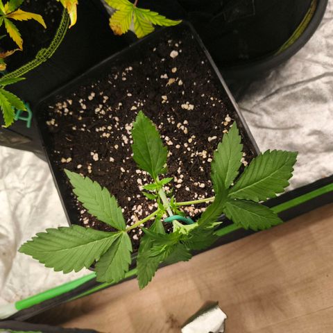 Double Kush Cake Automatic growlog timeline photo