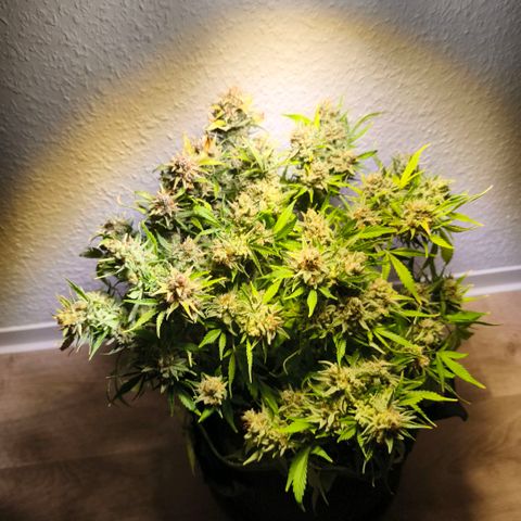 Gelato Automatic growlog timeline photo