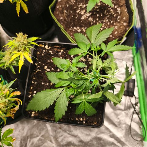 Double Kush Cake Automatic growlog timeline photo