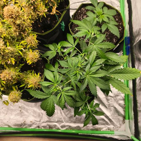 Double Kush Cake Automatic growlog timeline photo