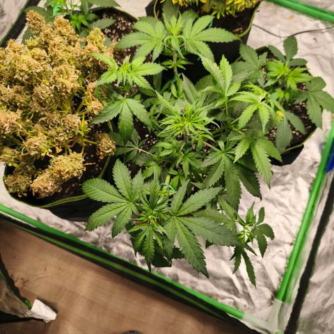 Double Kush Cake Automatic growlog timeline photo