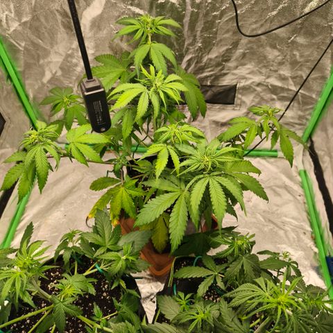 Double Kush Cake Automatic growlog timeline photo