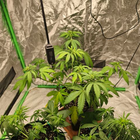 Double Kush Cake Automatic growlog timeline photo