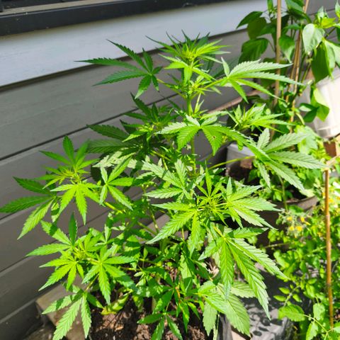 Blueberry Outdoor  growlog timeline photo