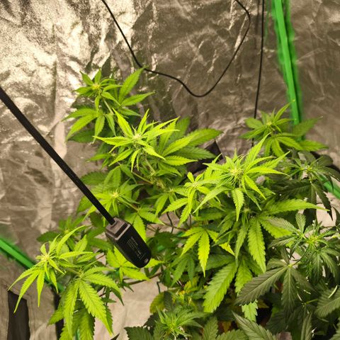 Double Kush Cake Automatic growlog timeline photo