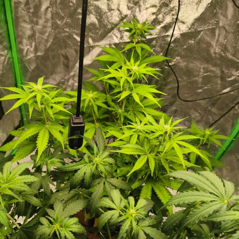 Double Kush Cake Automatic growlog timeline photo