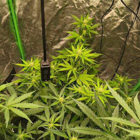 Double Kush Cake Automatic growlog timeline photo