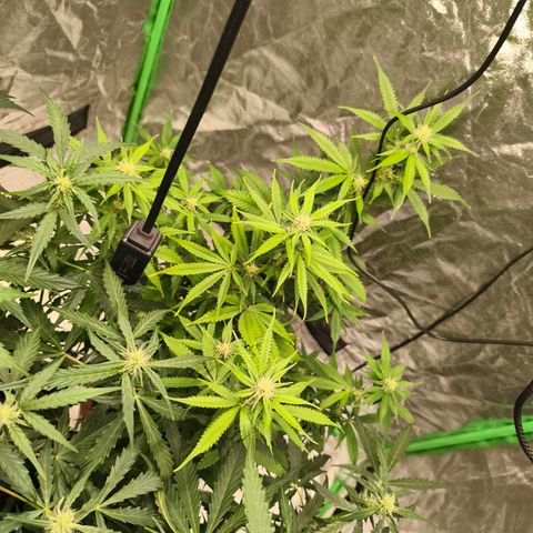 Double Kush Cake Automatic growlog timeline photo