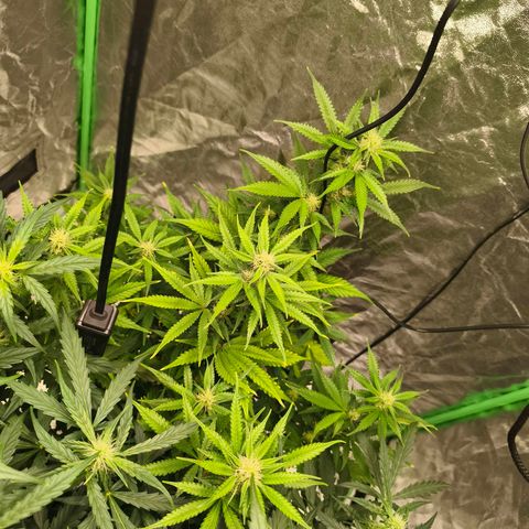 Double Kush Cake Automatic growlog timeline photo