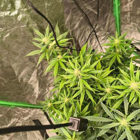Double Kush Cake Automatic growlog timeline photo