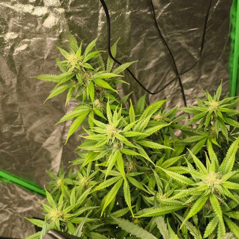 Double Kush Cake Automatic growlog timeline photo