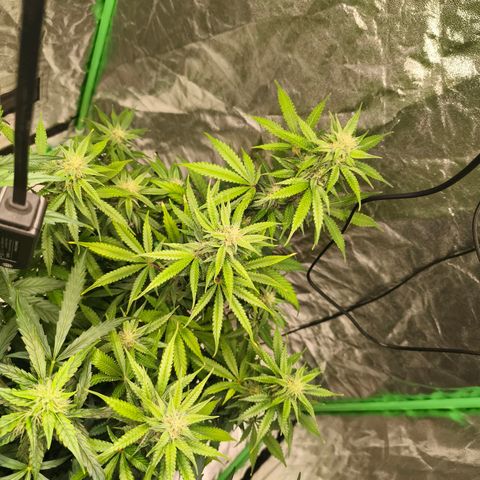 Double Kush Cake Automatic growlog timeline photo
