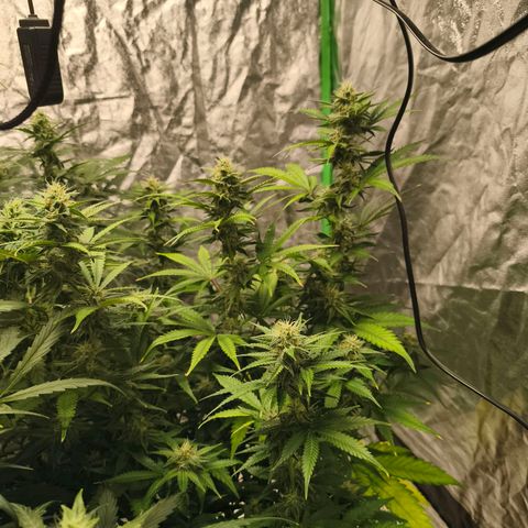 Double Kush Cake Automatic growlog timeline photo