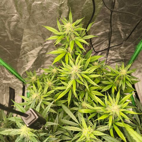 Double Kush Cake Automatic growlog timeline photo