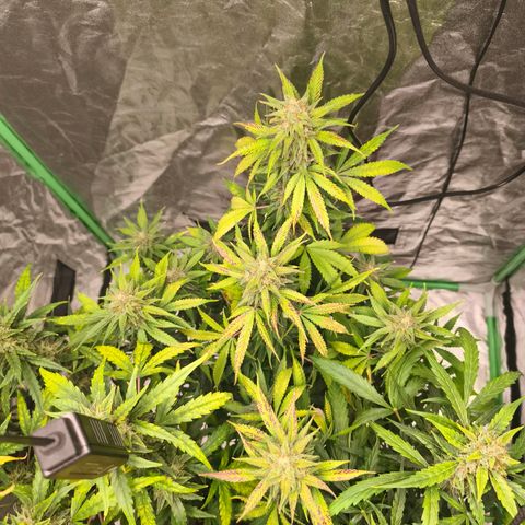 Double Kush Cake Automatic growlog timeline photo