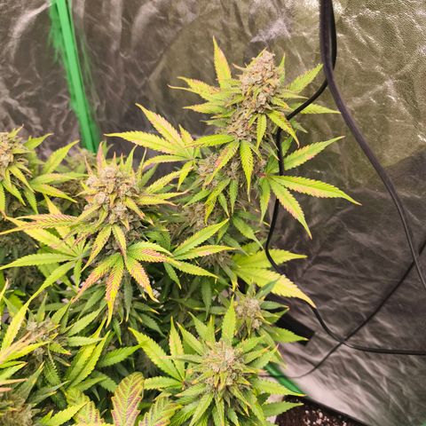 Double Kush Cake Automatic growlog timeline photo