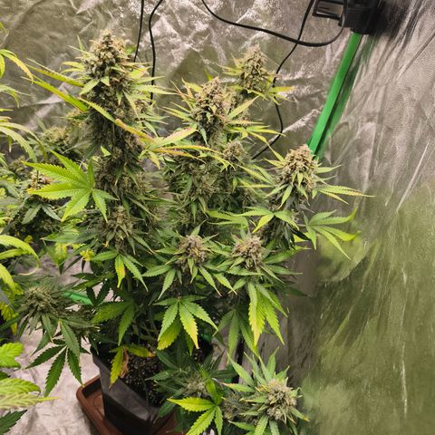 Double Kush Cake Automatic growlog timeline photo