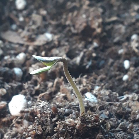 BLACK DOM XXL AUTO growlog photo: Vamoooo