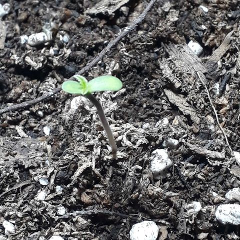 BLACK DOM XXL AUTO growlog timeline photo