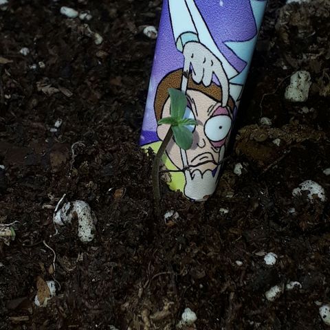 Moby D Auto XXL growlog photo: Va un poquito mas lenta que su hermana