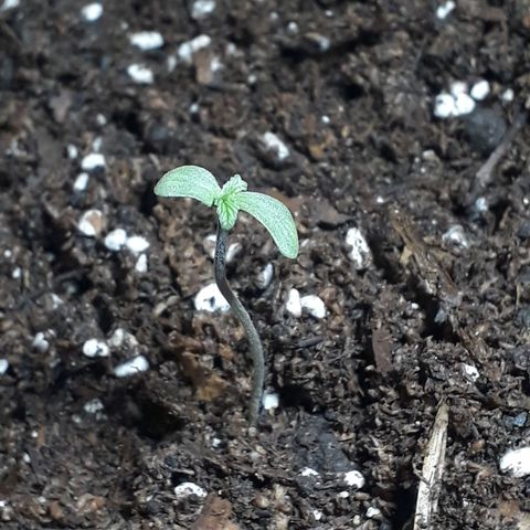 BLACK DOM XXL AUTO growlog photo: Unos seis centímetros de tallo, viene bien