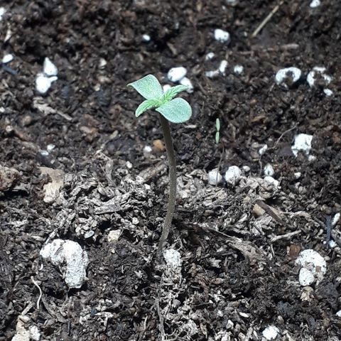 Moby D Auto XXL growlog photo: Entre 5 y 6 centímetros de tallo, sigue un poco lenta en comparación con su hrna, pero sigue bien