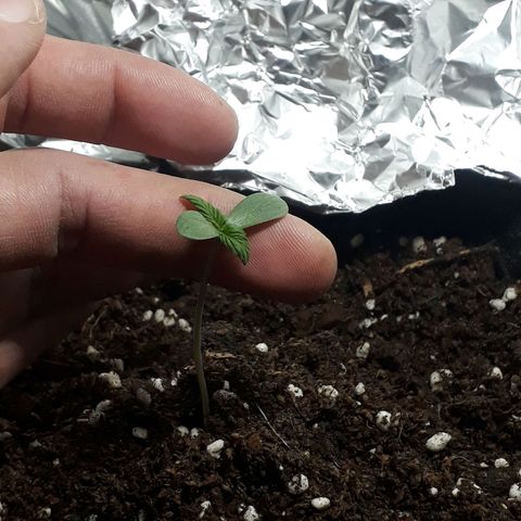 BLACK DOM XXL AUTO growlog photo: Crece mucho el tallo, se ve media caiducha! Pero le ponemos fichas