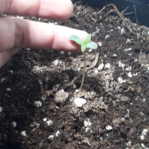 Moby D Auto XXL growlog photo: Es la que mejor viene, lenta pero bien 