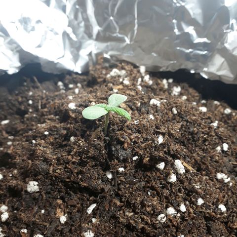 BLACK DOM XXL AUTO growlog photo: Debido a que estaba esforzándose muchisimo para sostener el tallo erguido, decidí cubrir con mas tierra para que crezca mejor, esperemos que safe hasta que le pueda cambiar la luz