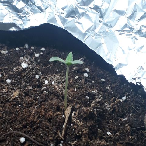 Moby D Auto XXL growlog photo: Se mantiene bien, no hay mucho cambio 