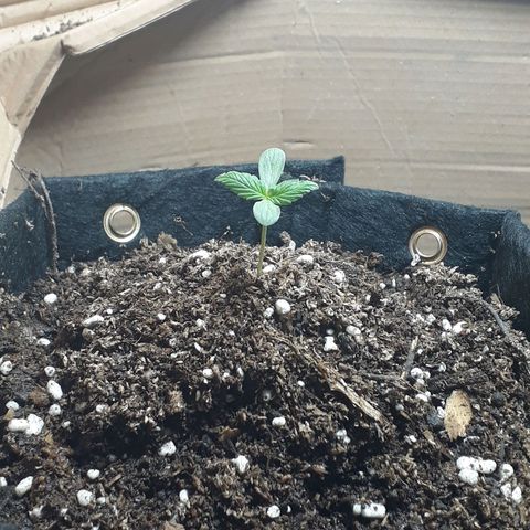 BLACK DOM XXL AUTO growlog photo: No esta muerto quien pelea!! Primer cambio de luz 