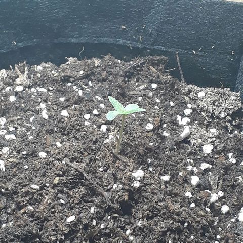 Moby D Auto XXL growlog photo: Agua de lluvia para las dos, y nueva luz! Vamos a ver como reaccionan