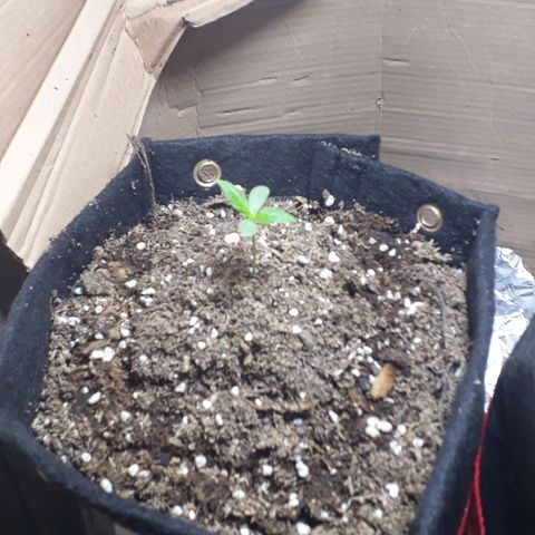 BLACK DOM XXL AUTO growlog photo: Le hizo bien el cambio de luz, esta grande y fuerte!! 