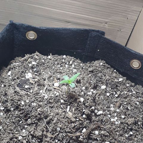 Moby D Auto XXL growlog photo: Viene excelente, se nota el cambio de luz, ya esta largando dos hojitas más 