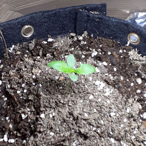 BLACK DOM XXL AUTO growlog photo: Se nota el cambio de luz 