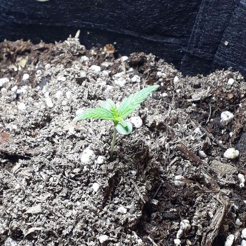 Moby D Auto XXL growlog photo: Se nota el cambio de luz, va lenta pero va...