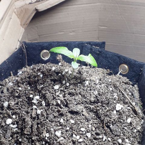 BLACK DOM XXL AUTO growlog photo: Divina